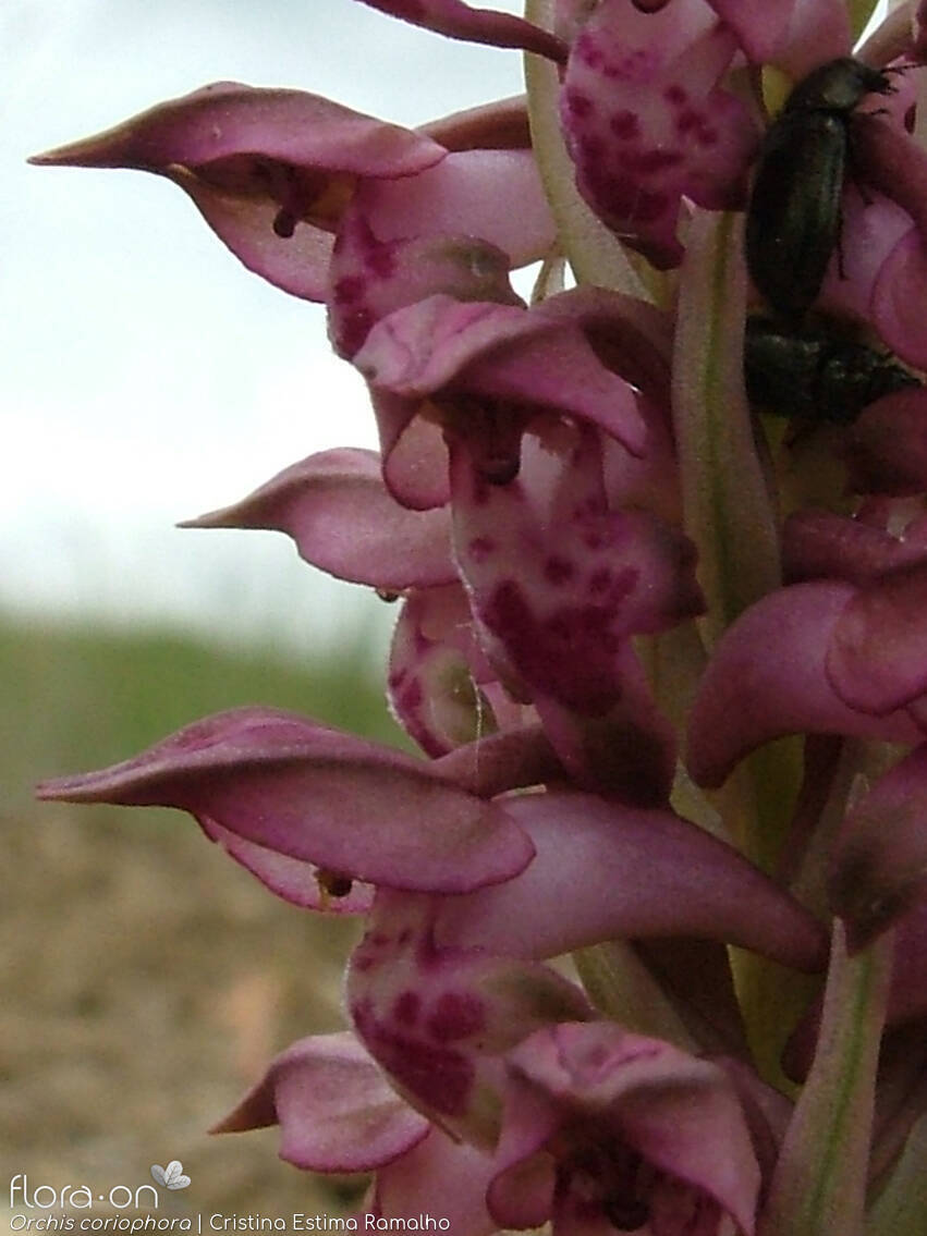 Anacamptis coriophora - Flor (close-up) | Cristina Estima Ramalho; CC BY-NC 4.0