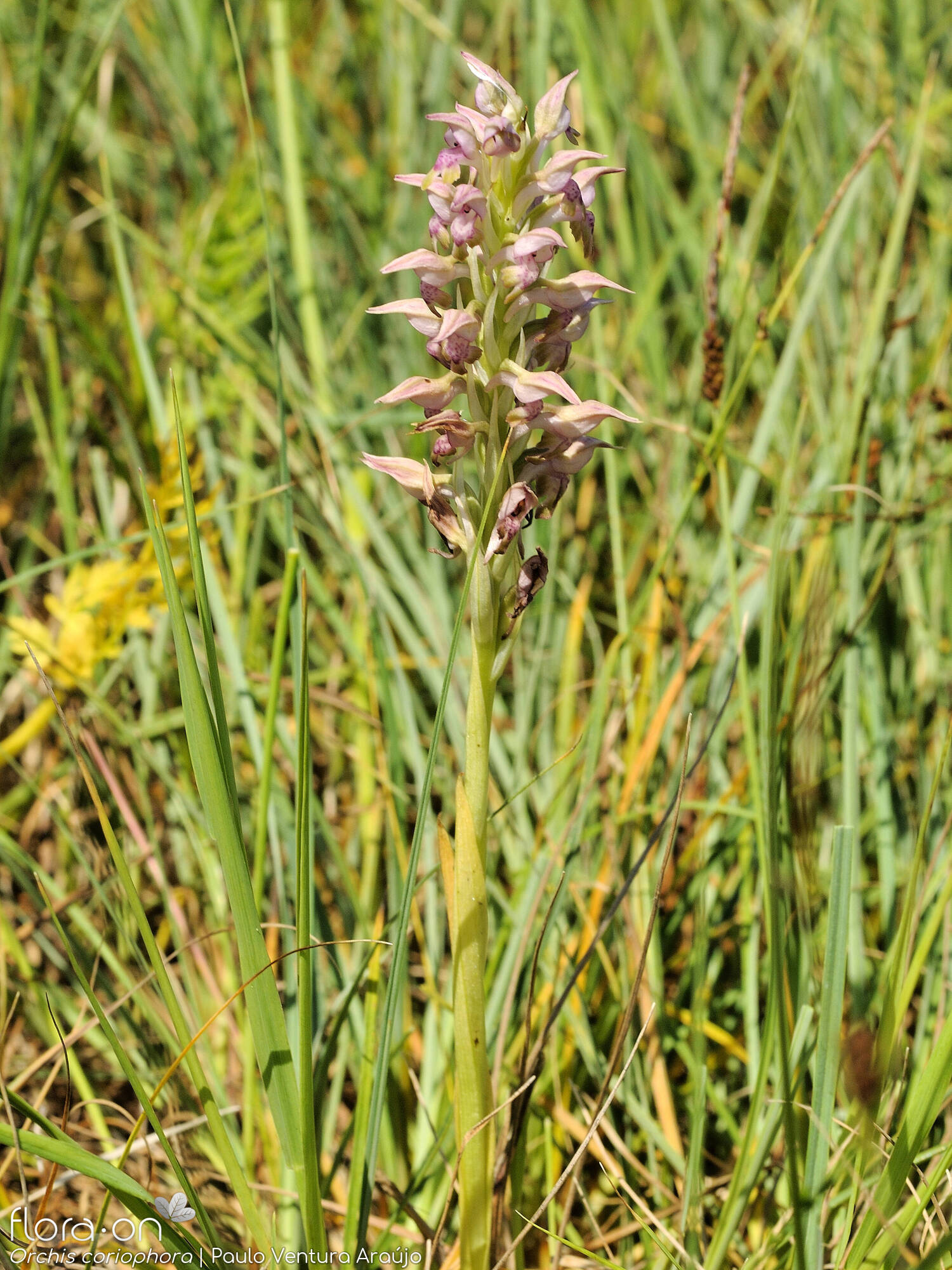 Anacamptis coriophora - Hábito | Paulo Ventura Araújo; CC BY-NC 4.0