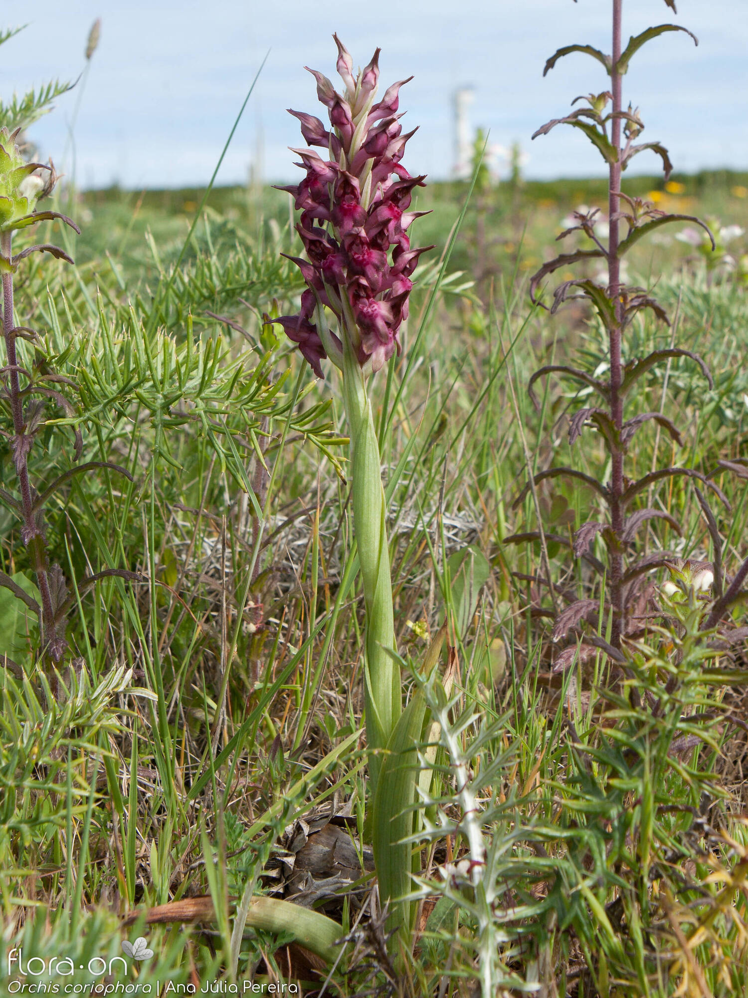 Anacamptis coriophora - Hábito | Ana Júlia Pereira; CC BY-NC 4.0