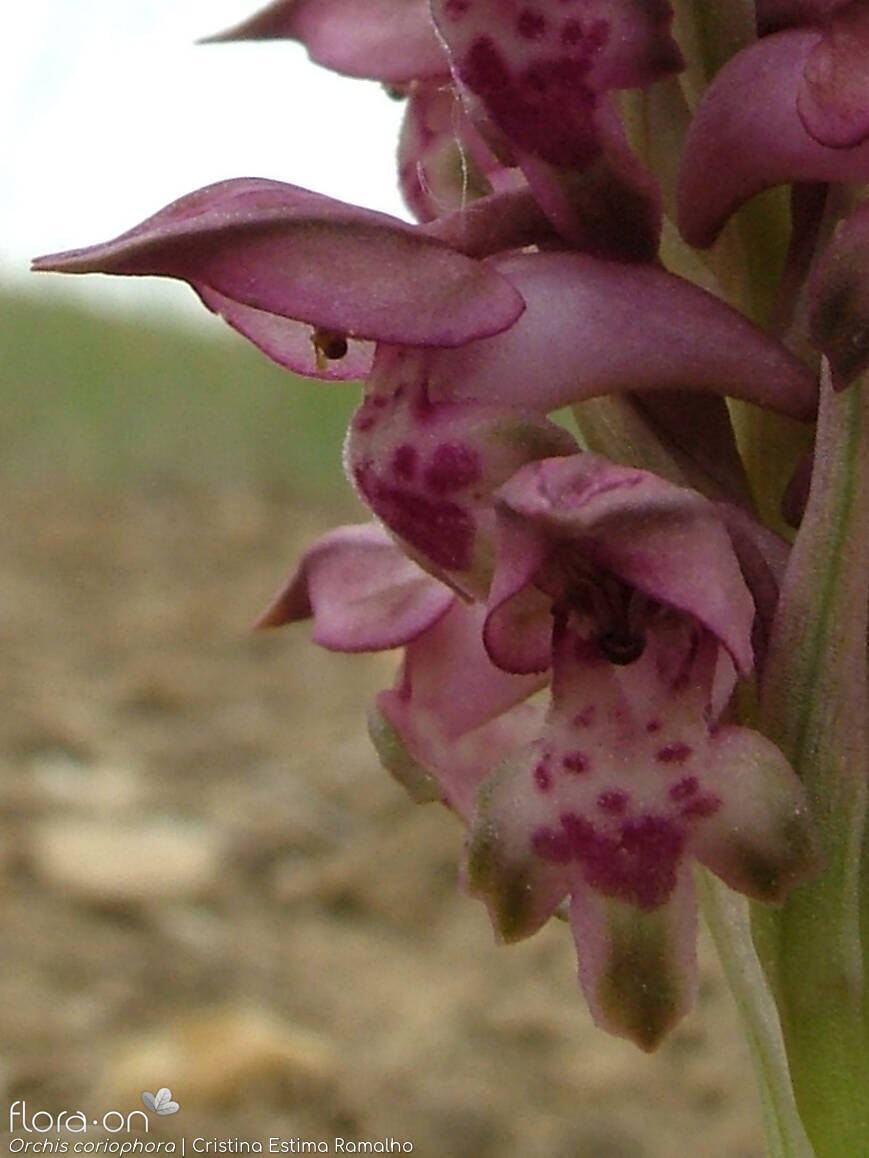 Anacamptis coriophora - Flor (close-up) | Cristina Estima Ramalho; CC BY-NC 4.0