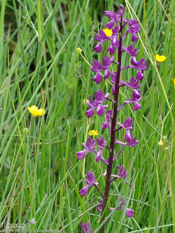Anacamptis laxiflora laxiflora - Flor (geral) | Joaquim Pessoa; CC BY-NC 4.0