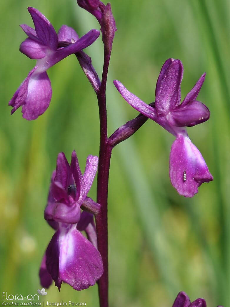 Anacamptis laxiflora laxiflora - Flor (close-up) | Joaquim Pessoa; CC BY-NC 4.0