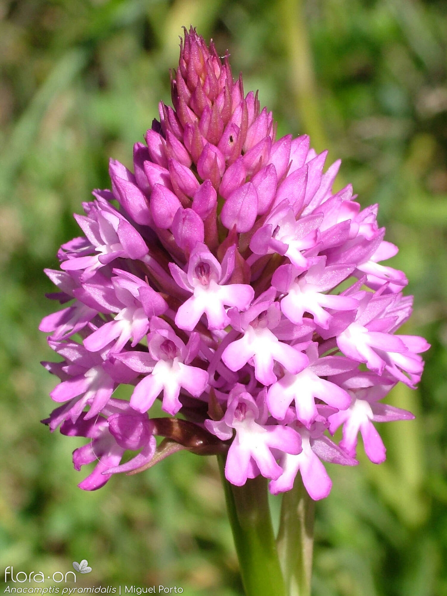 Anacamptis pyramidalis