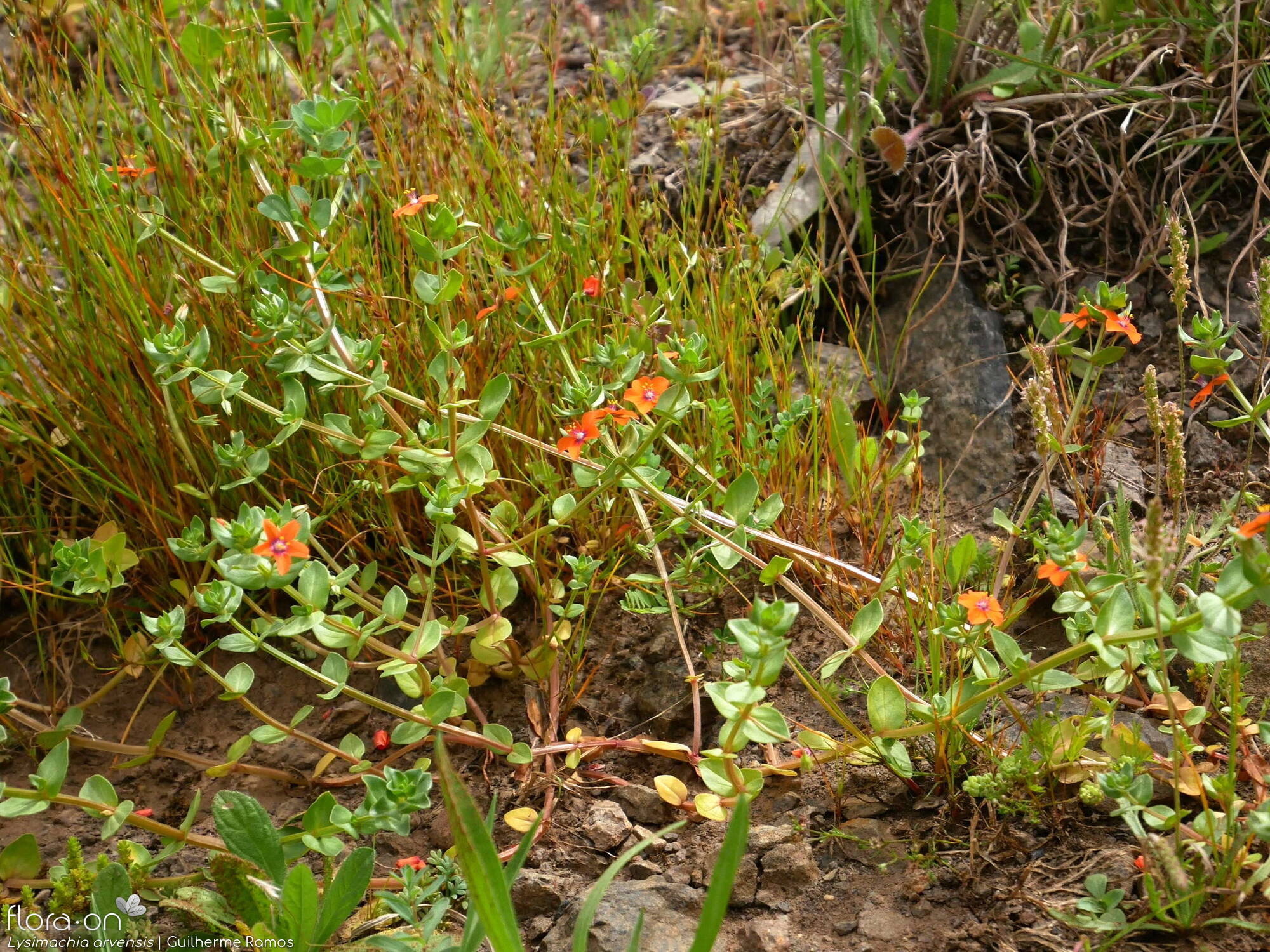 Anagallis arvensis-(1) - Hábito | Guilherme Ramos; CC BY-NC 4.0