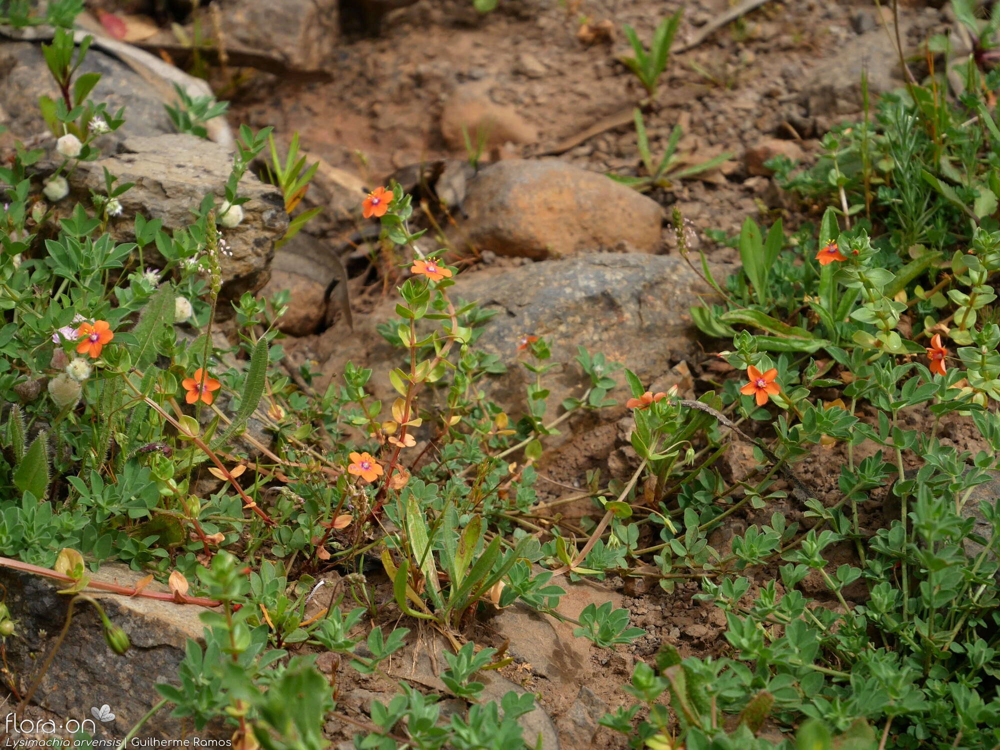 Anagallis arvensis-(1) - Habitat | Guilherme Ramos; CC BY-NC 4.0