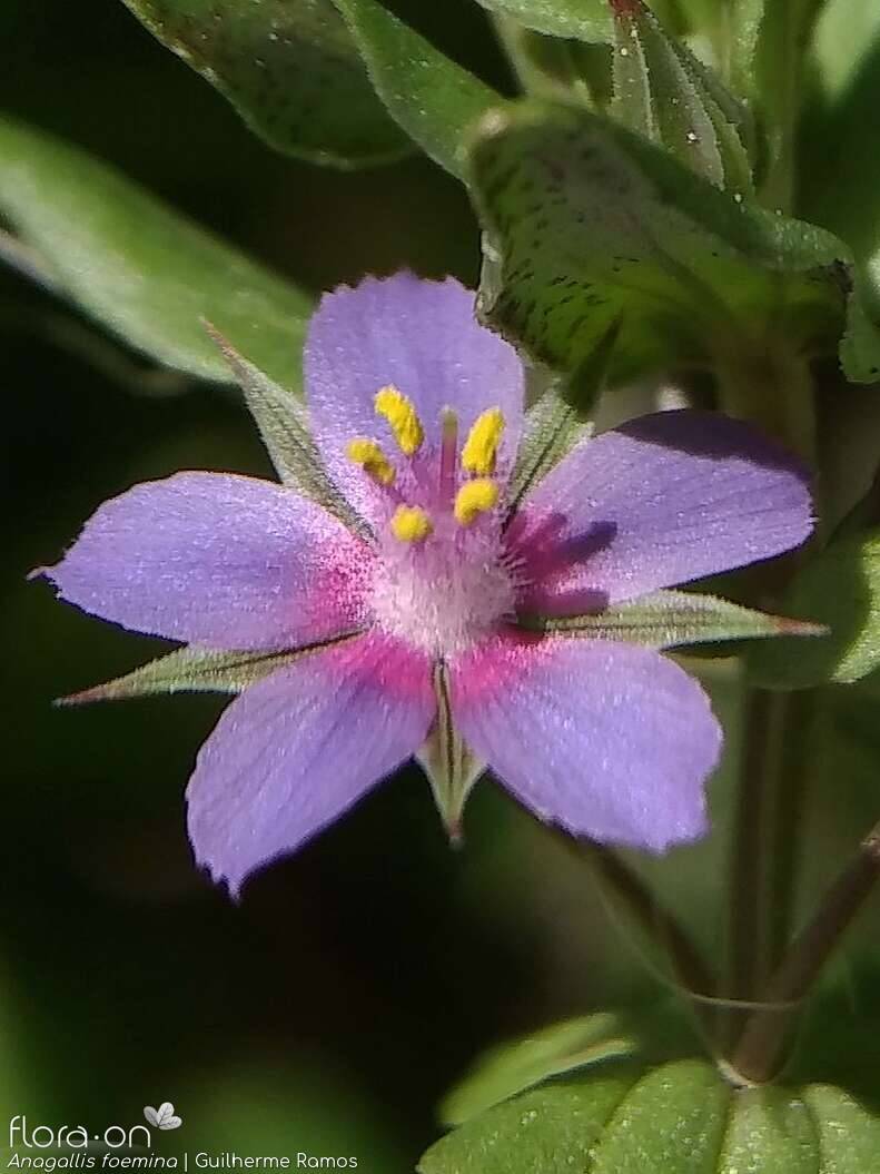 Anagallis foemina - Flor (close-up) | Guilherme Ramos; CC BY-NC 4.0