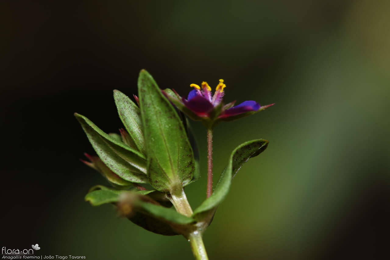 Anagallis foemina - Flor (close-up) | João Tiago Tavares; CC BY-NC 4.0