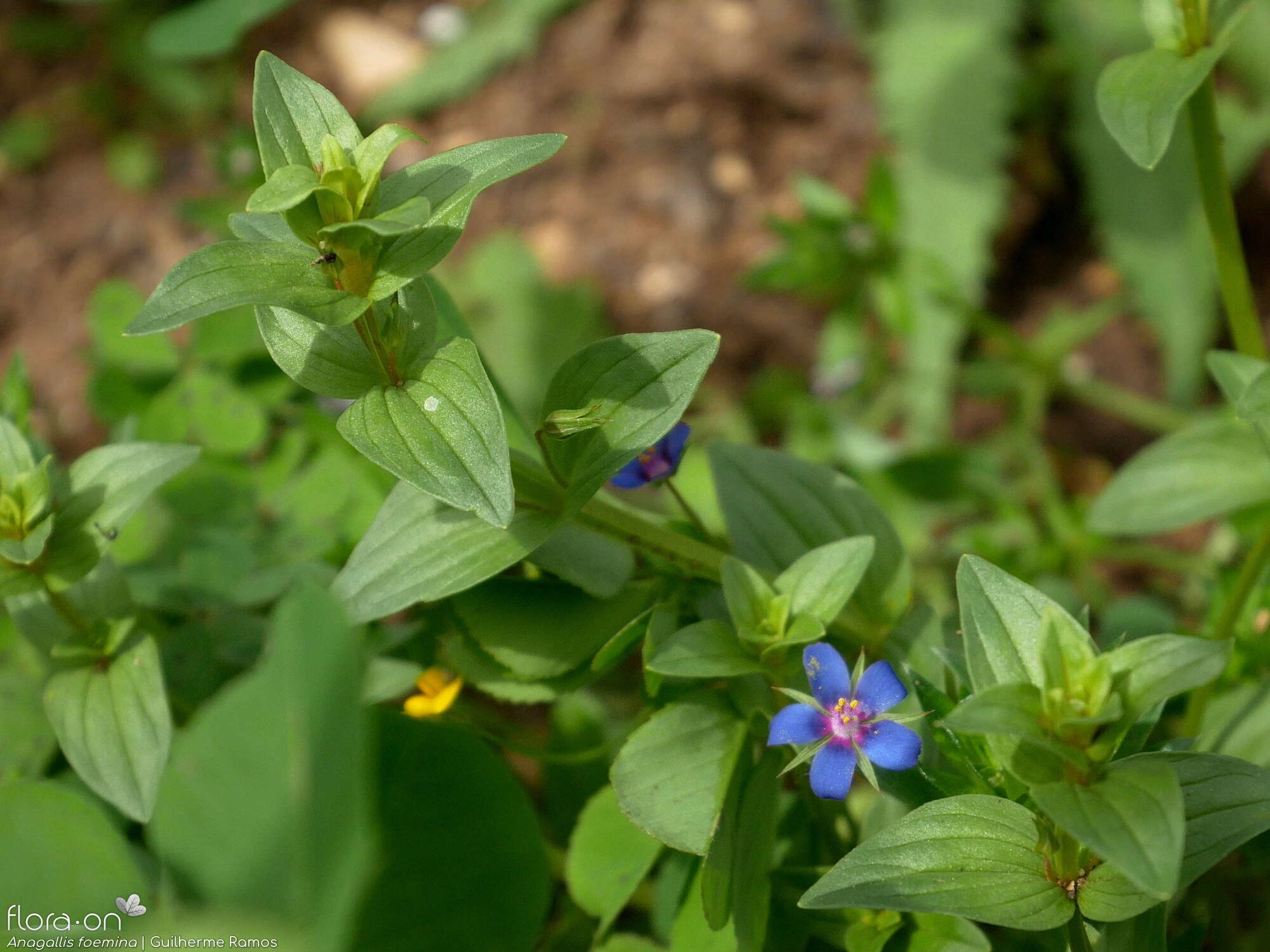 Anagallis foemina - Flor (geral) | Guilherme Ramos; CC BY-NC 4.0