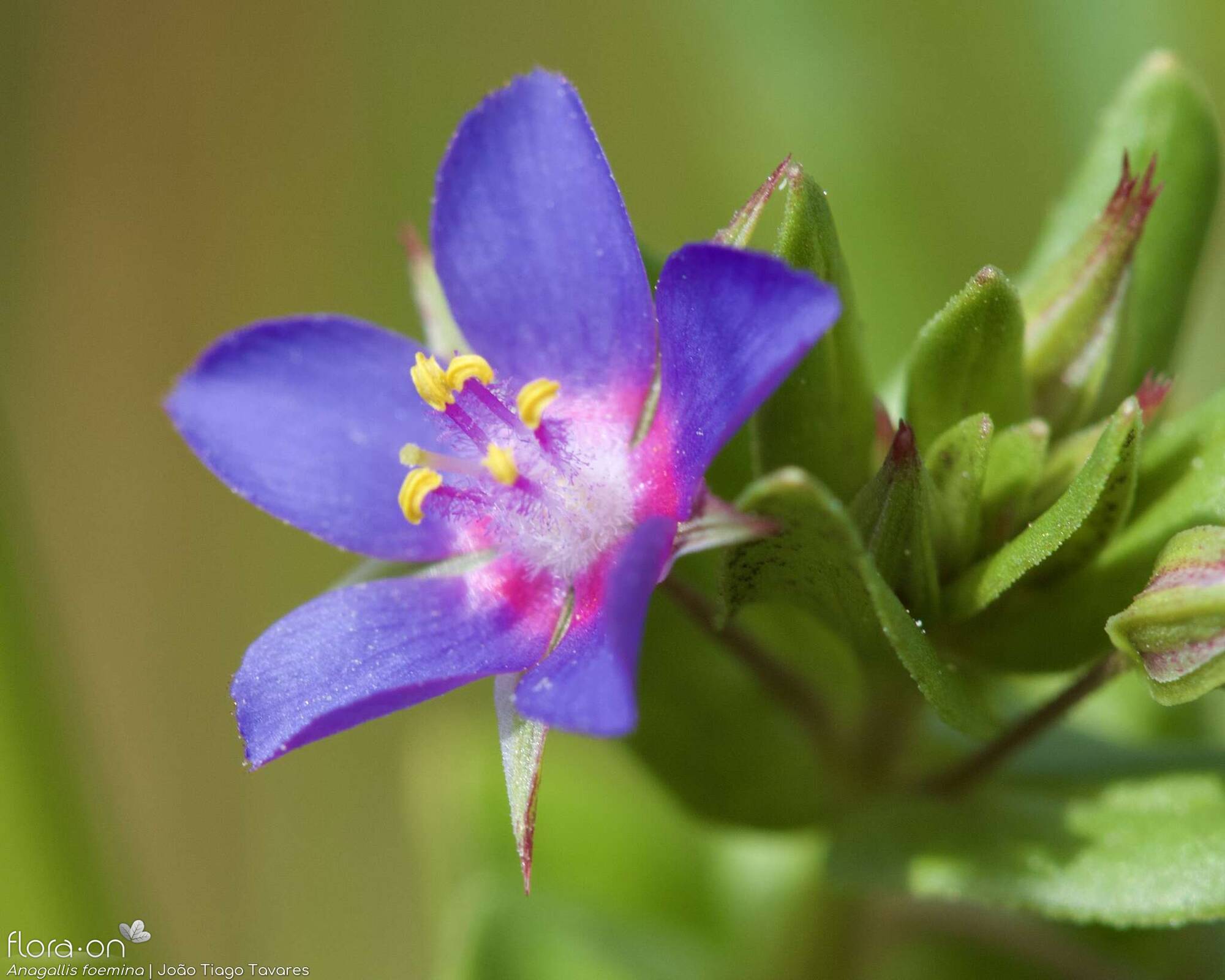 Anagallis foemina - Flor (close-up) | João Tiago Tavares; CC BY-NC 4.0