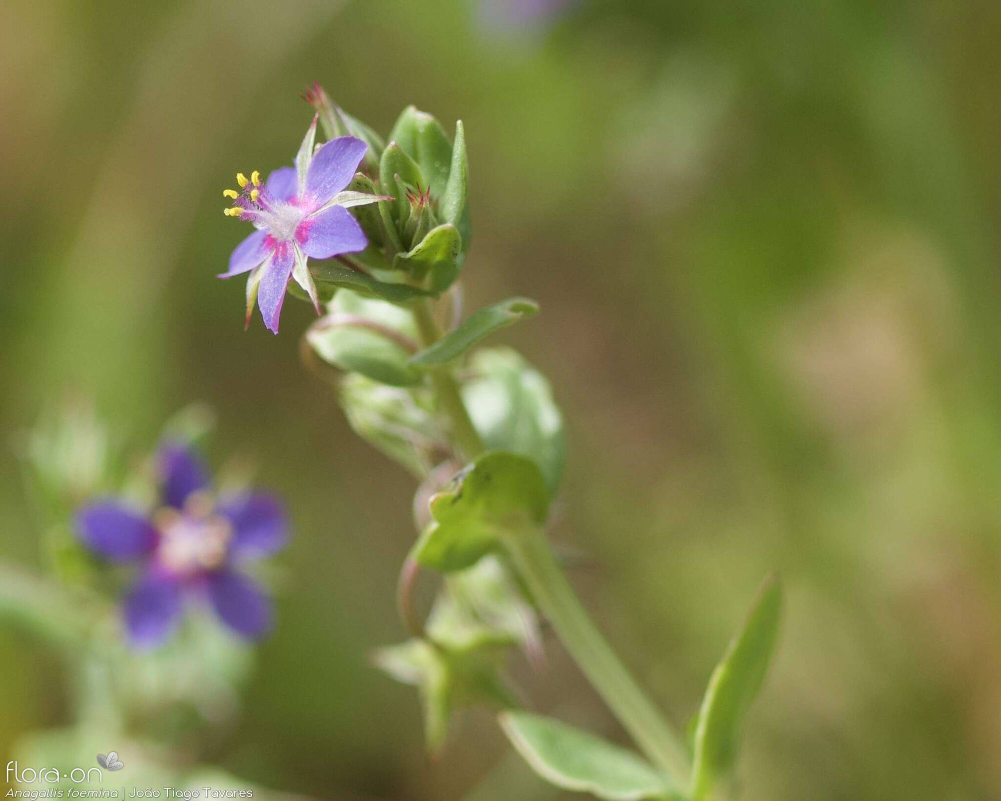 Anagallis foemina - Flor (geral) | João Tiago Tavares; CC BY-NC 4.0