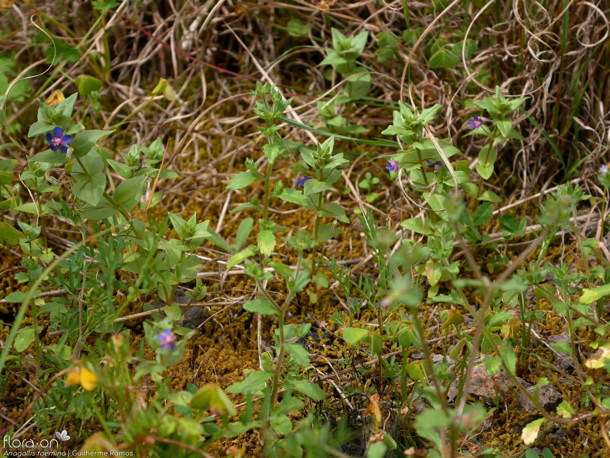 Anagallis foemina - Habitat | Guilherme Ramos; CC BY-NC 4.0