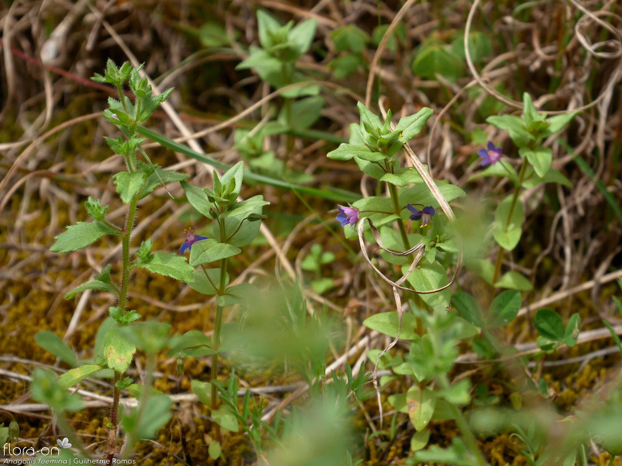 Anagallis foemina - Hábito | Guilherme Ramos; CC BY-NC 4.0