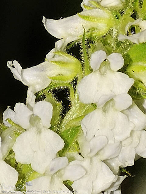 Anarrhinum duriminium - Flor (close-up) | Paulo Ventura Araújo; CC BY-NC 4.0