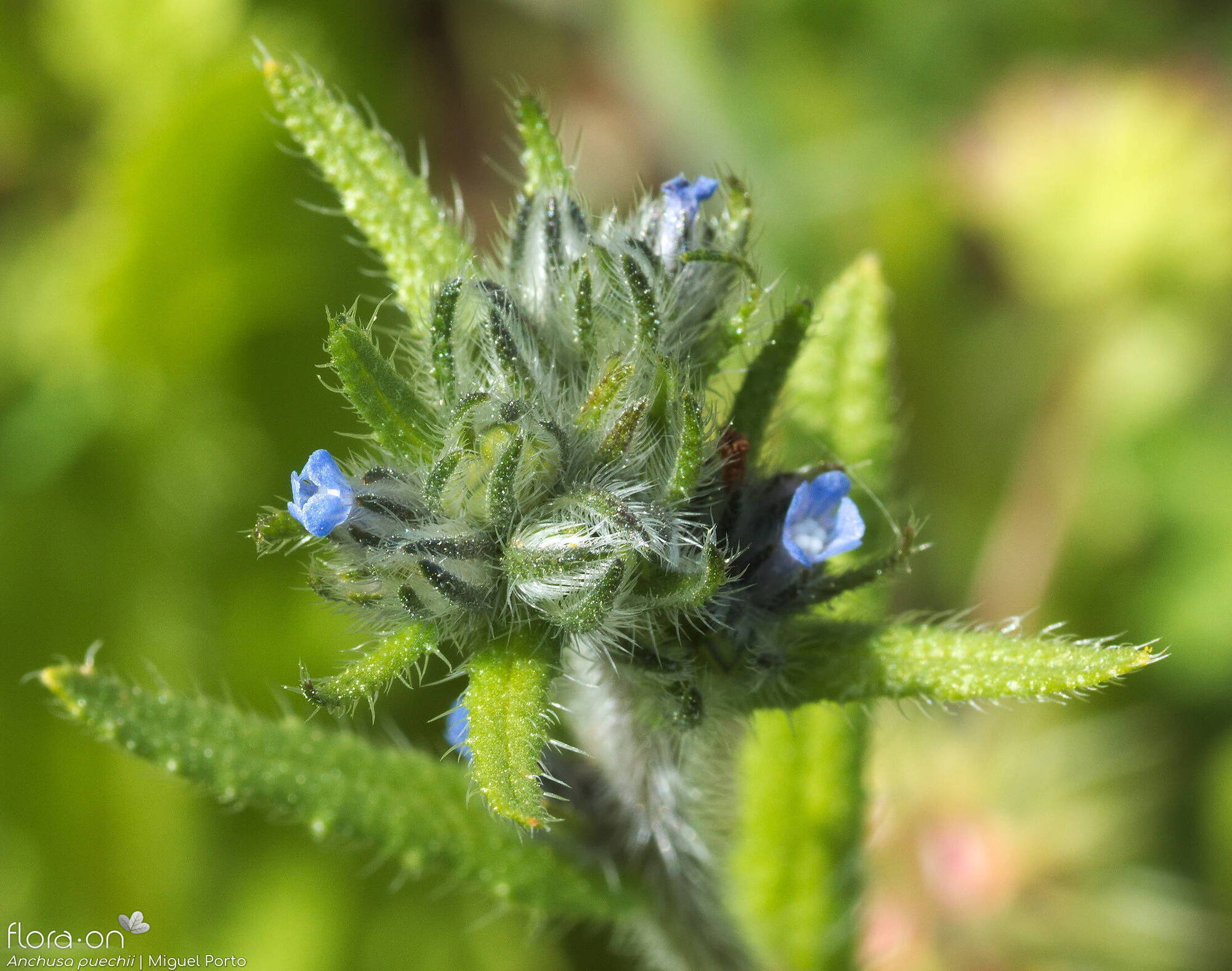 Anchusa puechii - Flor (close-up) | Miguel Porto; CC BY-NC 4.0