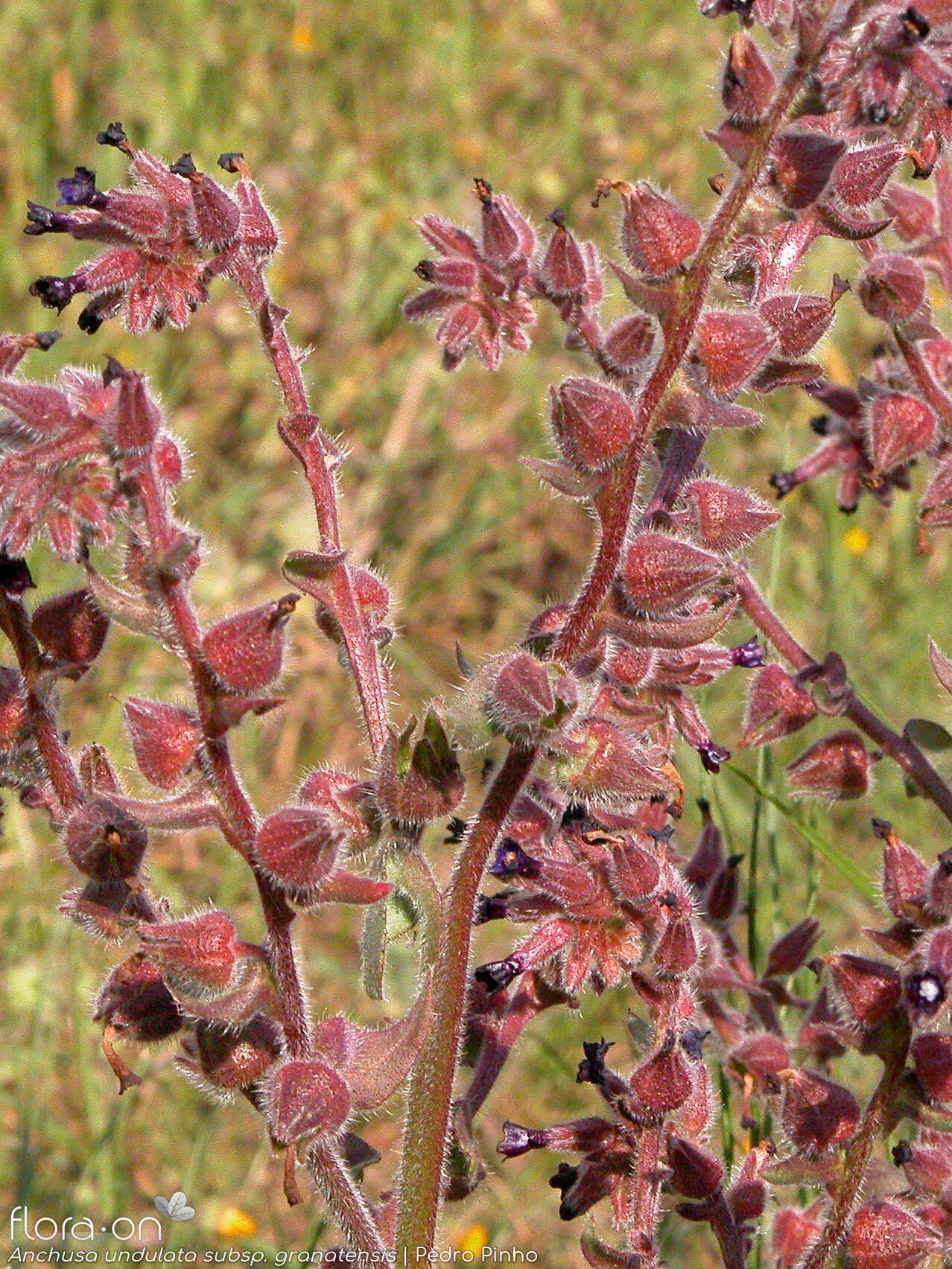 Anchusa undulata - Flor (geral) | Pedro Pinho; CC BY-NC 4.0