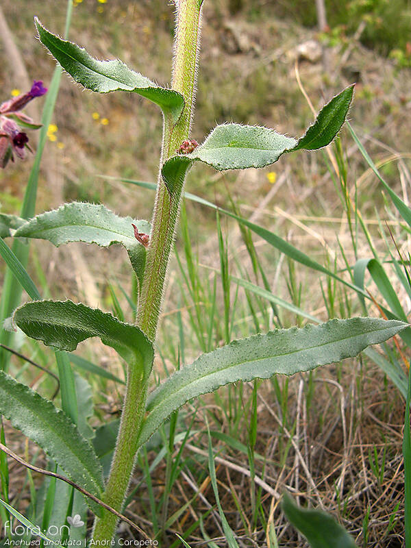 Anchusa undulata - Folha (geral) | André Carapeto; CC BY-NC 4.0
