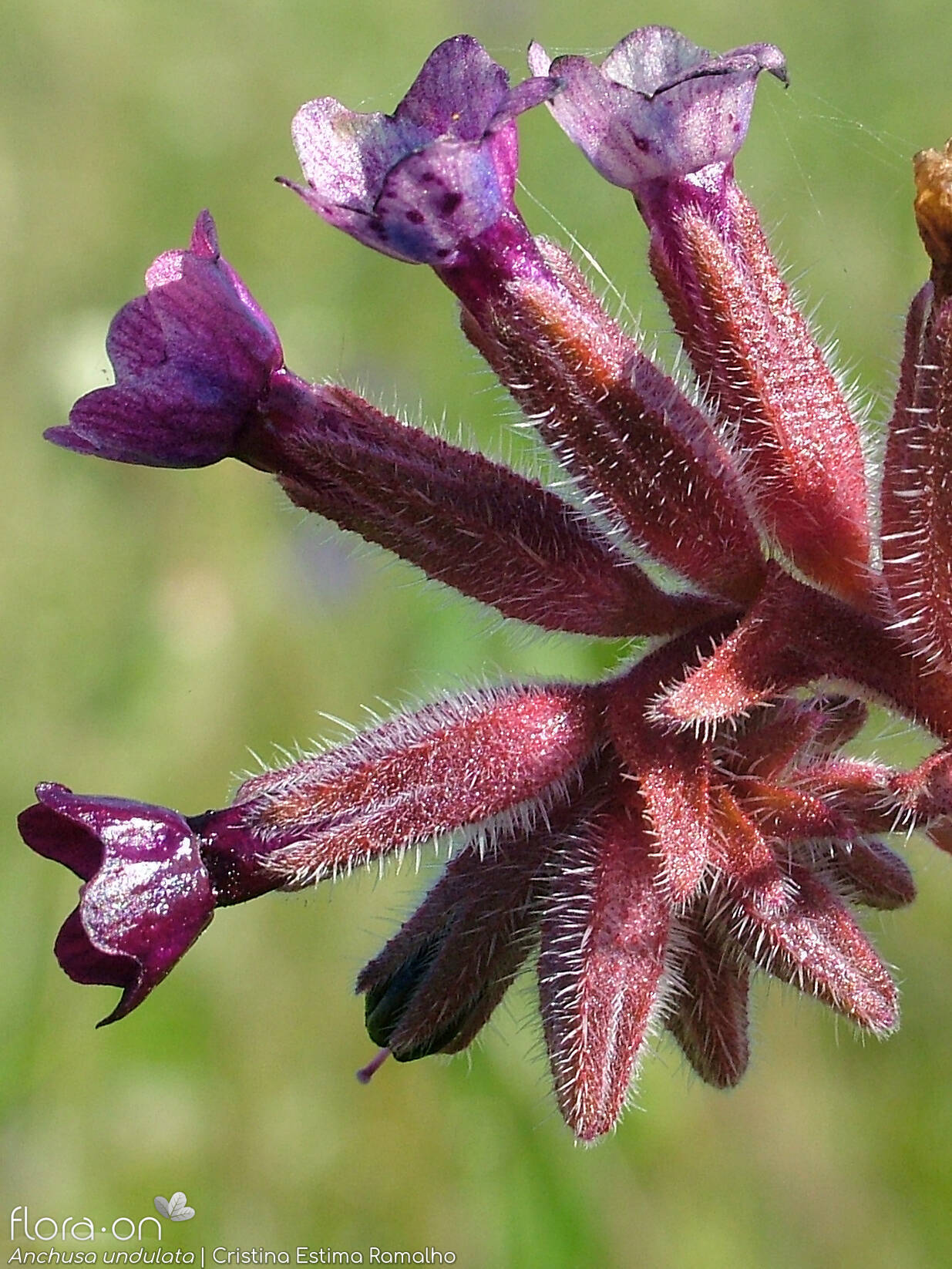 Anchusa undulata - Flor (close-up) | Cristina Estima Ramalho; CC BY-NC 4.0