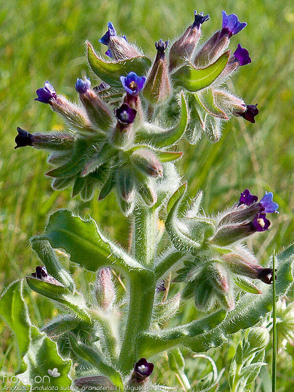 Anchusa undulata - Flor (geral) | Miguel Porto; CC BY-NC 4.0