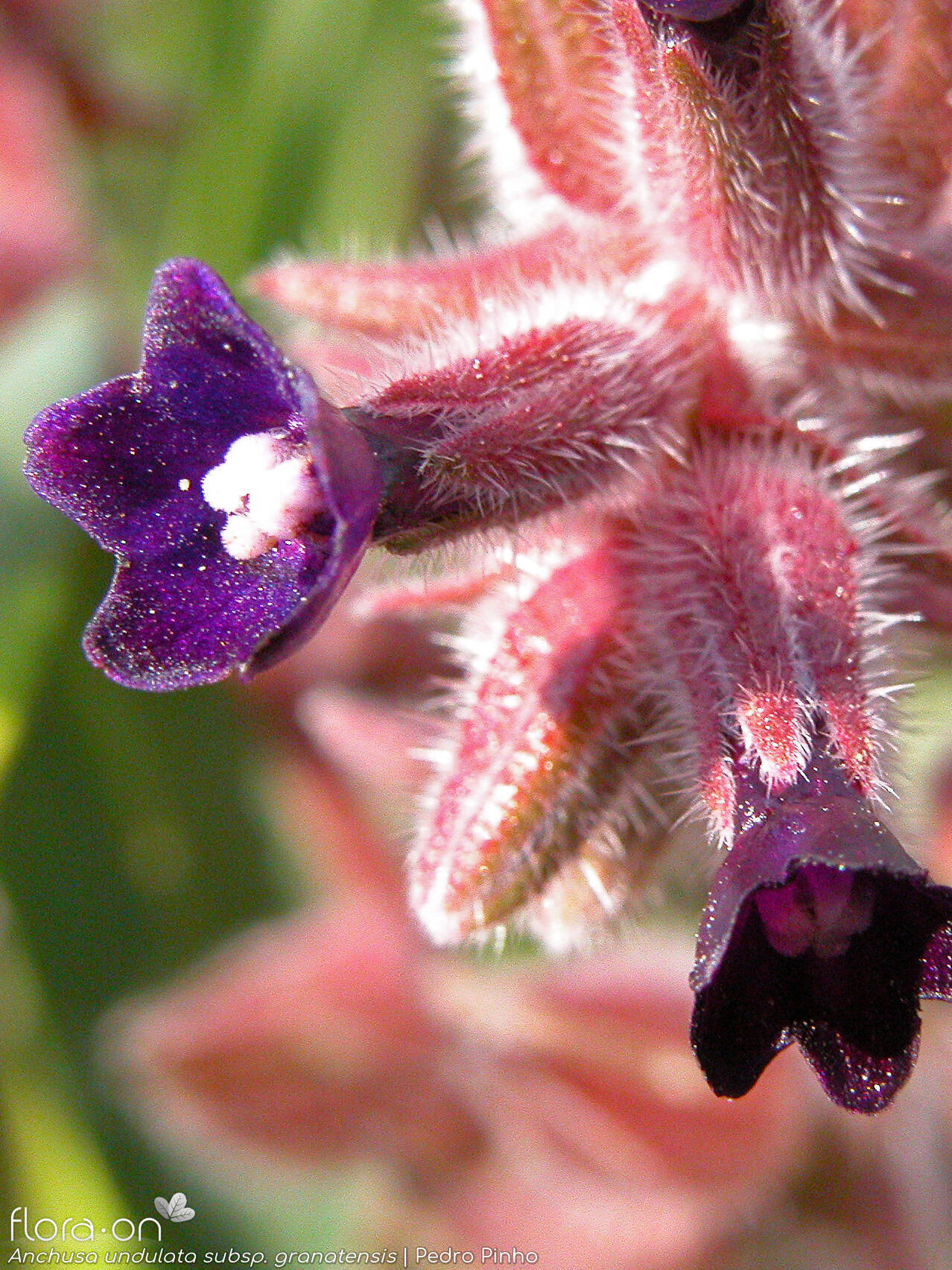 Anchusa undulata - Flor (close-up) | Pedro Pinho; CC BY-NC 4.0