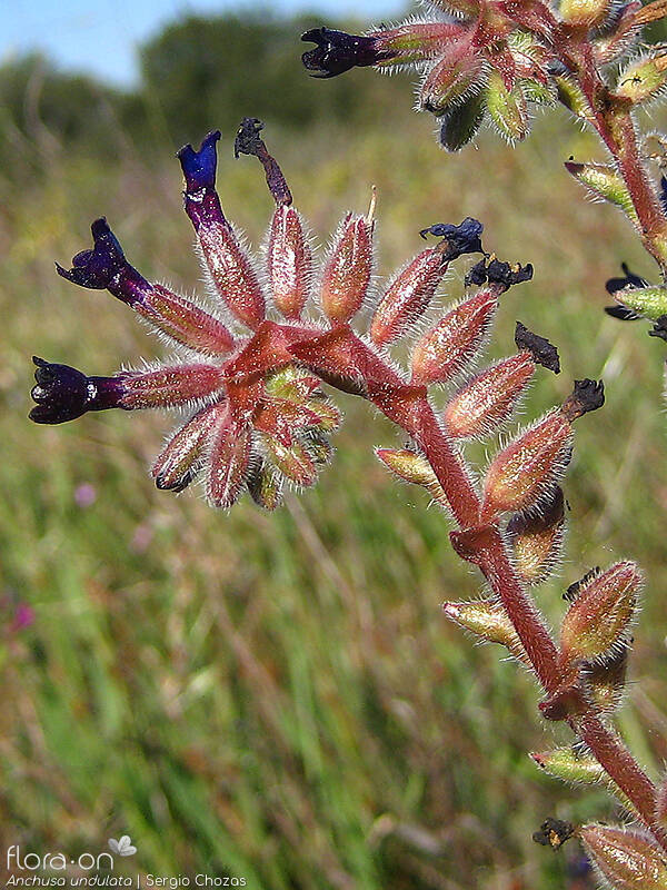 Anchusa undulata - Flor (geral) | Sergio Chozas; CC BY-NC 4.0