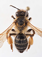 Andrena ferox