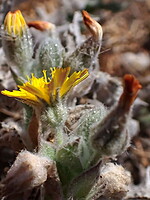 Andryala cintrana