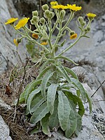 Andryala glandulosa