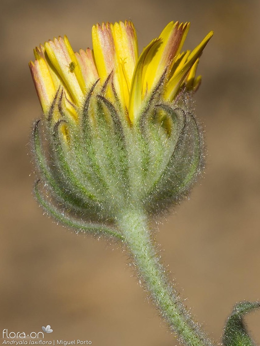 Andryala laxiflora - Bráctea | Miguel Porto; CC BY-NC 4.0