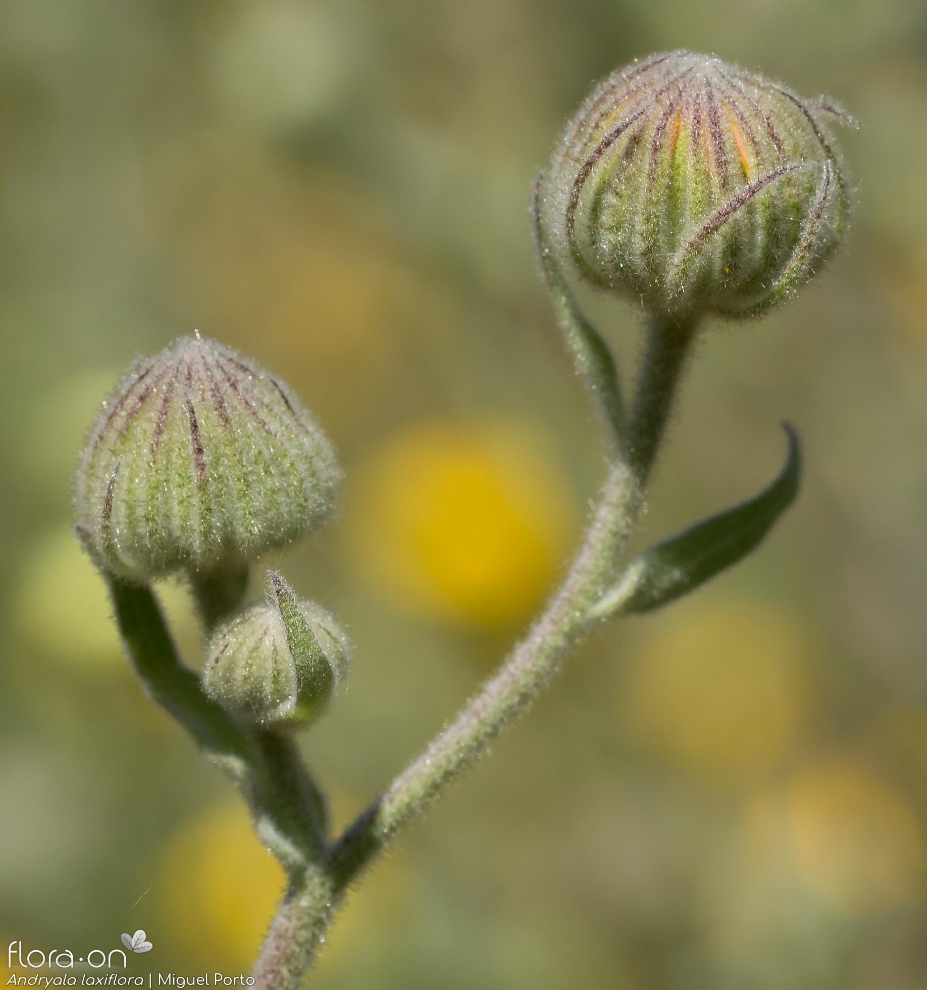 Andryala laxiflora - Capítulo | Miguel Porto; CC BY-NC 4.0