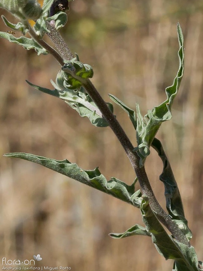 Andryala laxiflora - Folha | Miguel Porto; CC BY-NC 4.0