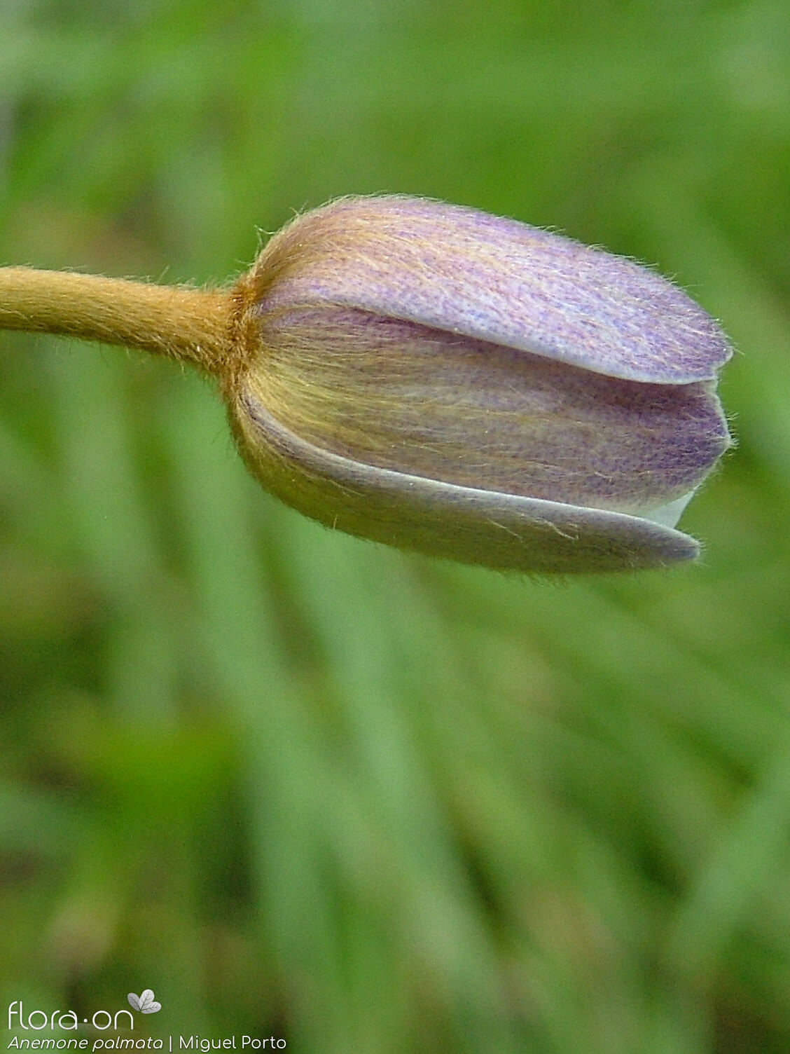 Anemone palmata - Flor (close-up) | Miguel Porto; CC BY-NC 4.0