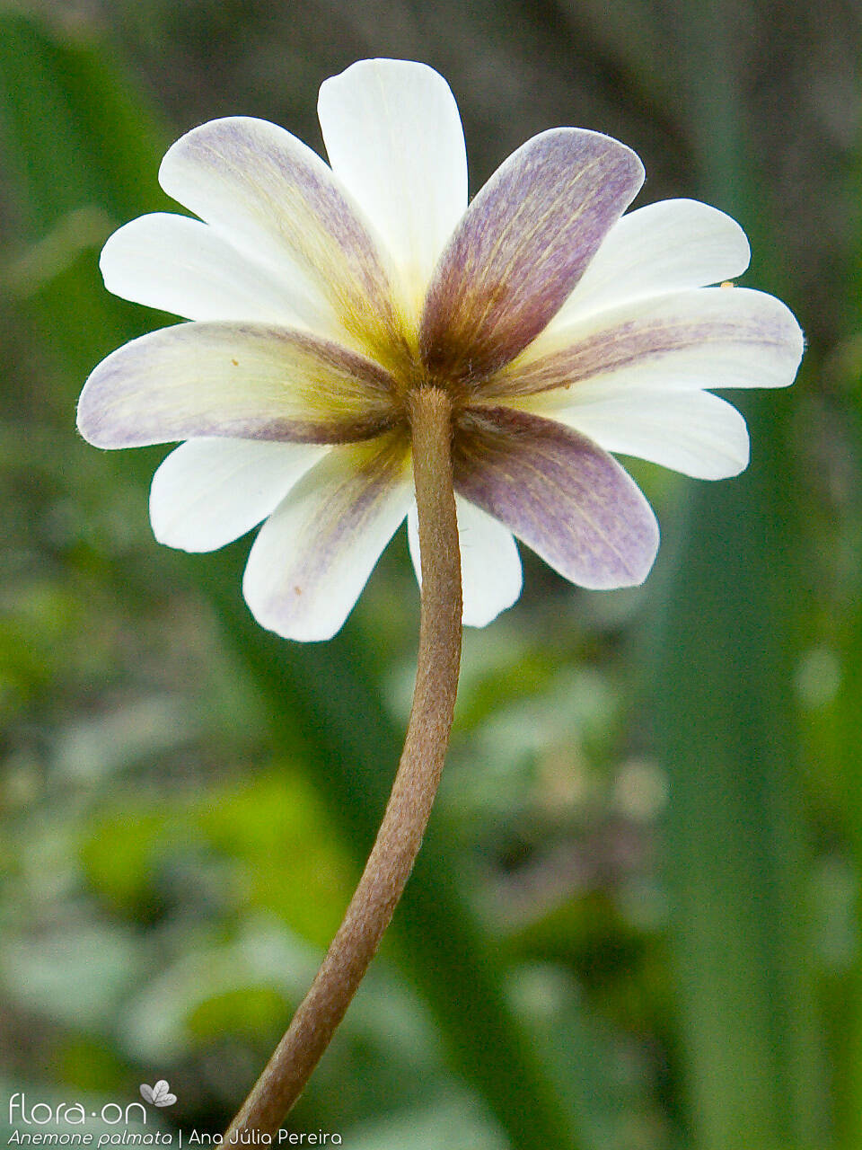 Anemone palmata - Flor (close-up) | Ana Júlia Pereira; CC BY-NC 4.0