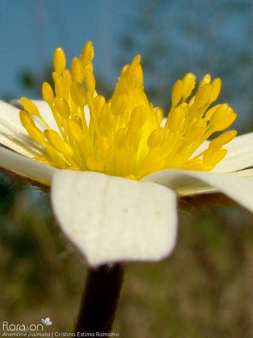 Anemone palmata - Flor (close-up) | Cristina Estima Ramalho; CC BY-NC 4.0