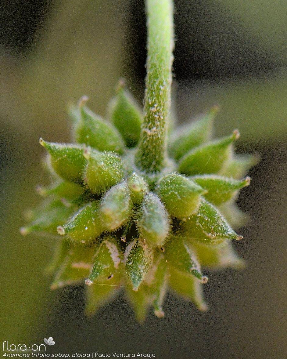 Anemone trifolia albida - Fruto | Paulo Ventura Araújo; CC BY-NC 4.0