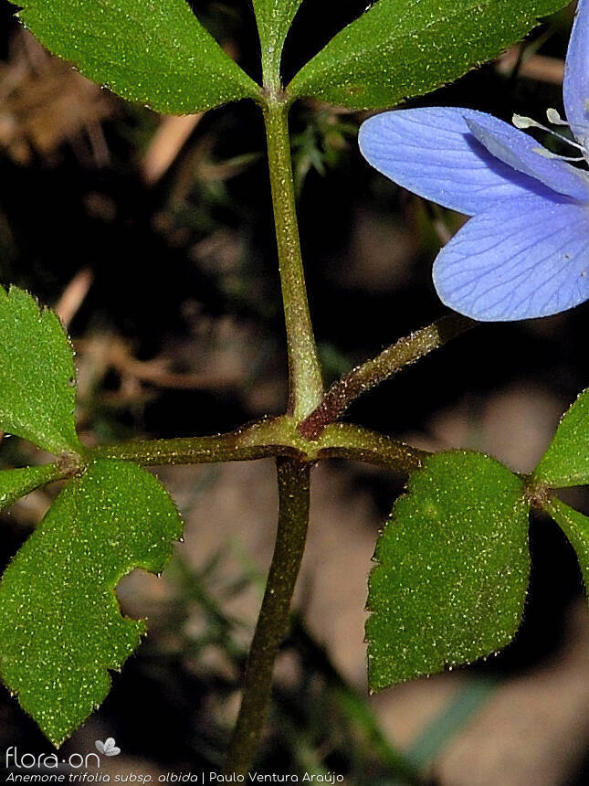 Anemone trifolia albida - Flor (close-up) | Paulo Ventura Araújo; CC BY-NC 4.0