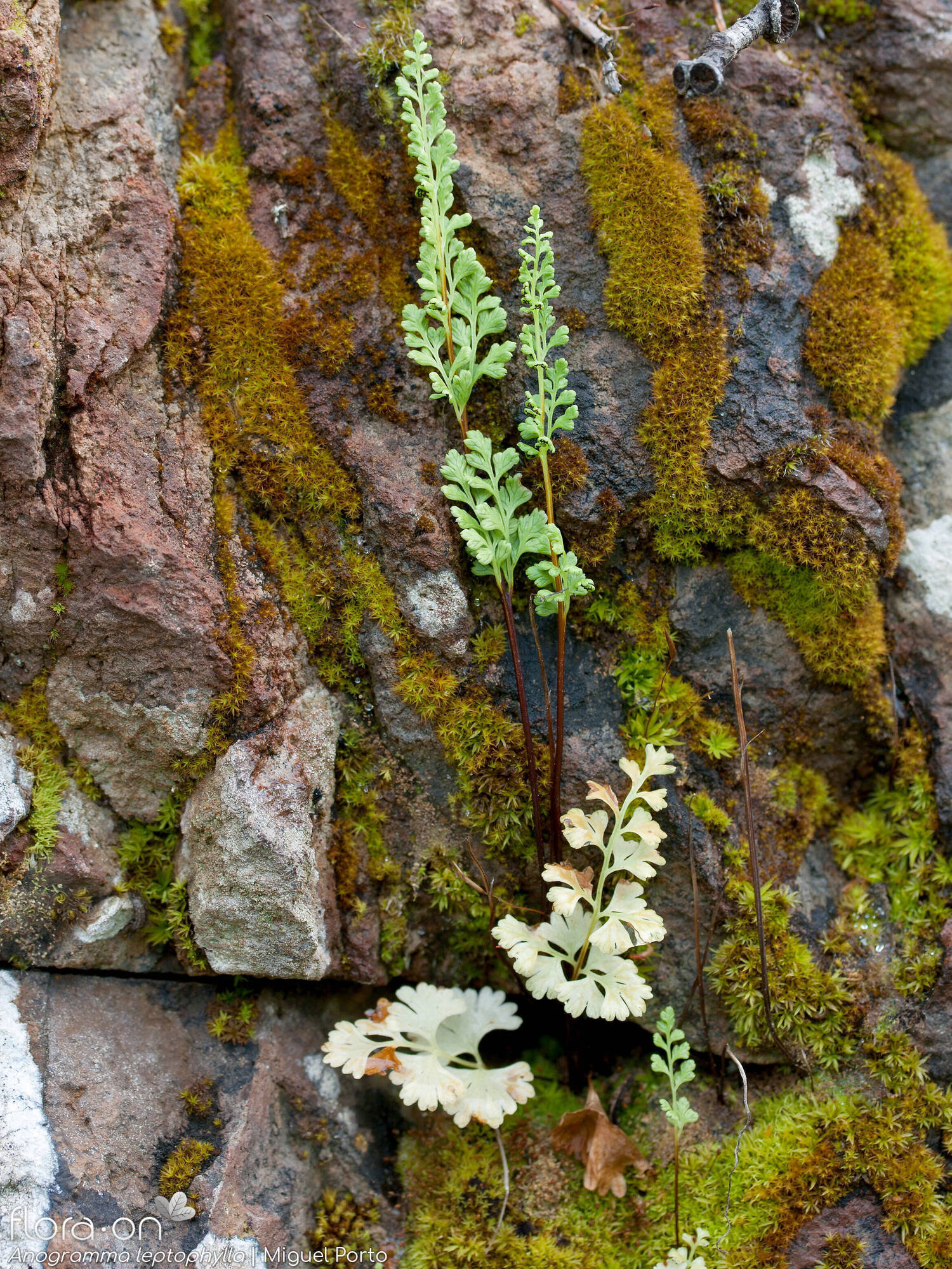 Anogramma leptophylla - Hábito | Miguel Porto; CC BY-NC 4.0