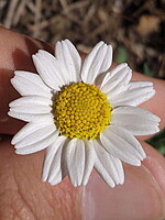 Anthemis arvensis