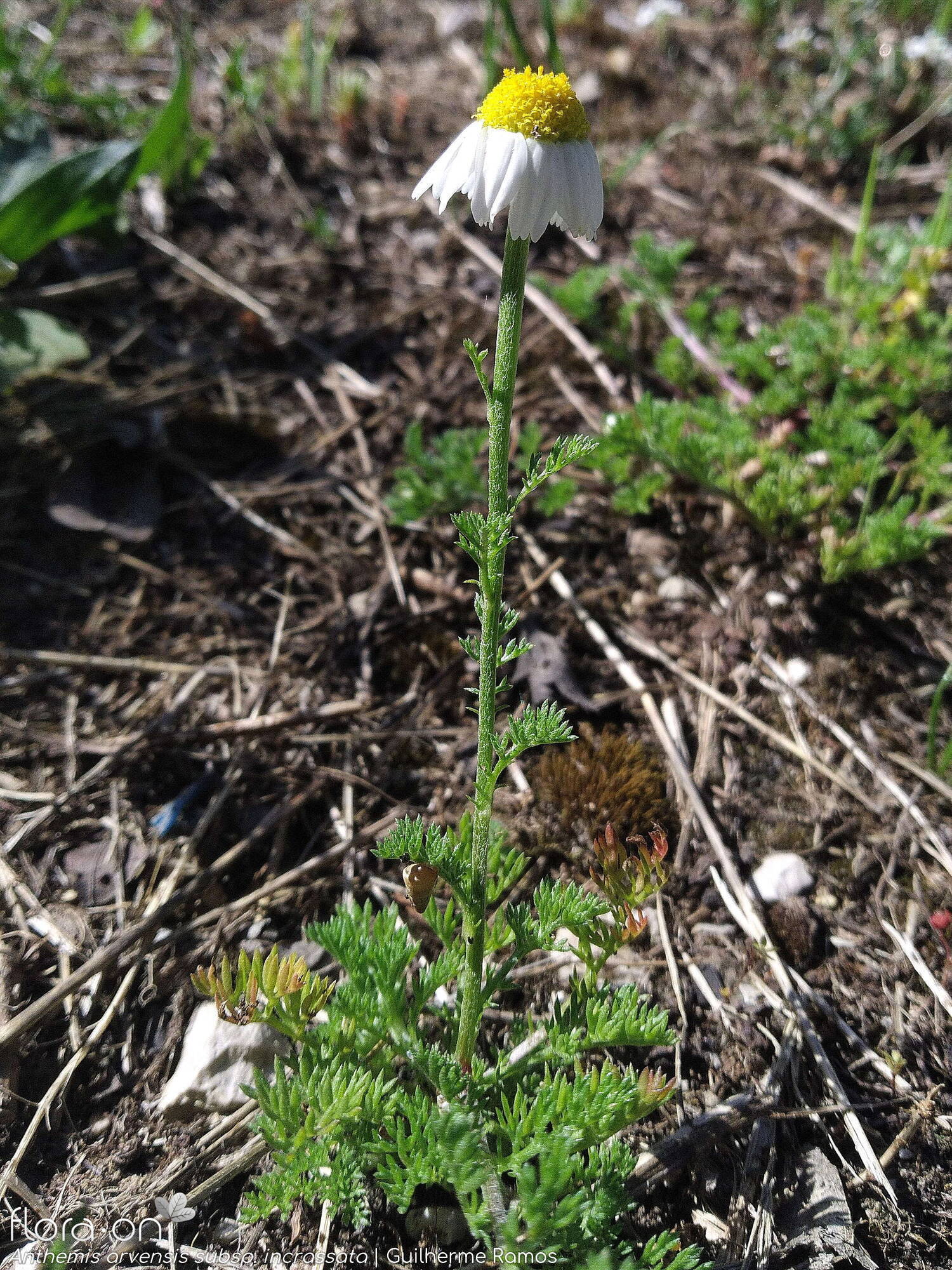 Anthemis arvensis - Hábito | Guilherme Ramos; CC BY-NC 4.0