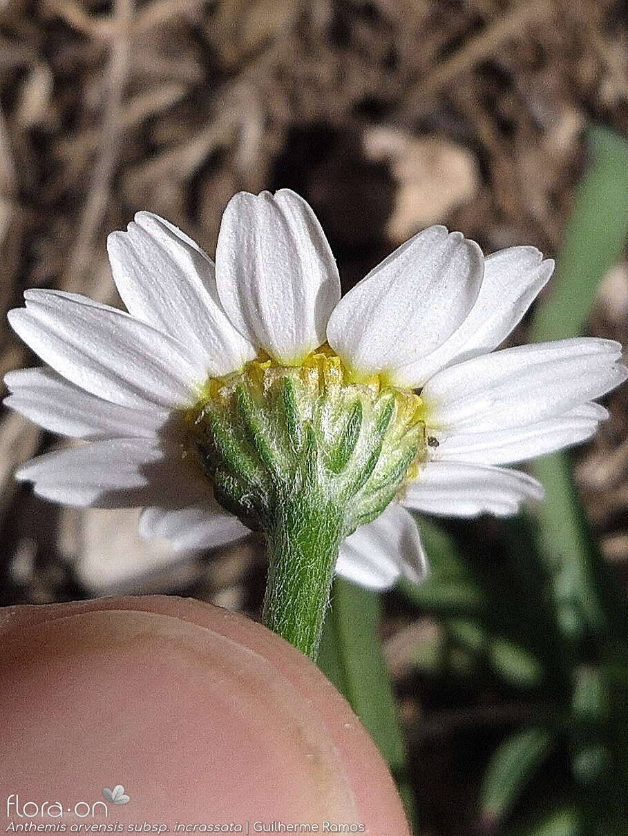 Anthemis arvensis - Bráctea | Guilherme Ramos; CC BY-NC 4.0