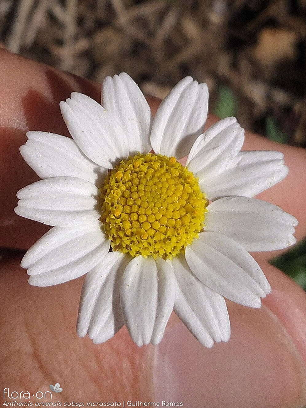 Anthemis arvensis - Capítulo | Guilherme Ramos; CC BY-NC 4.0