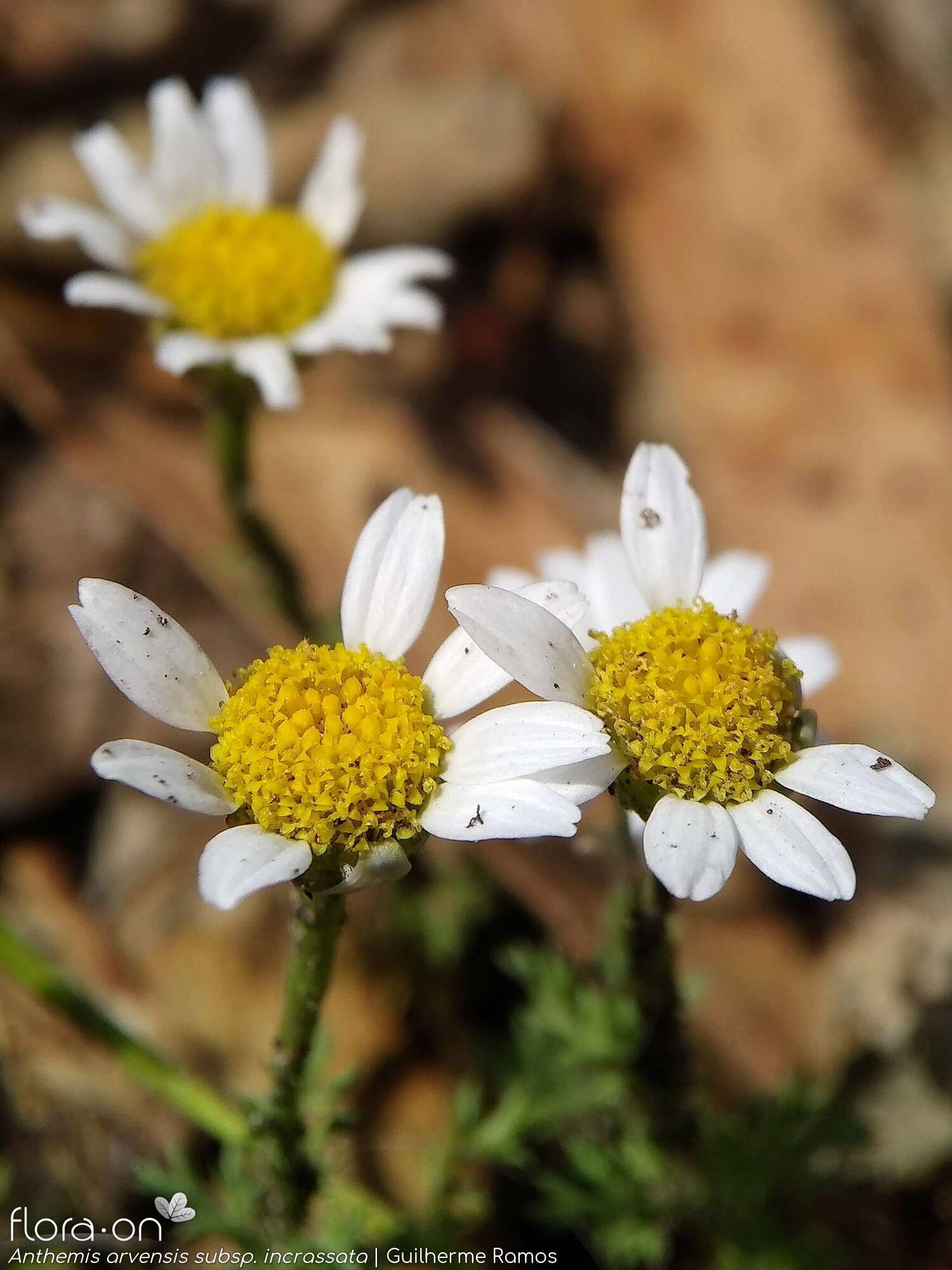 Anthemis arvensis - Capítulo | Guilherme Ramos; CC BY-NC 4.0