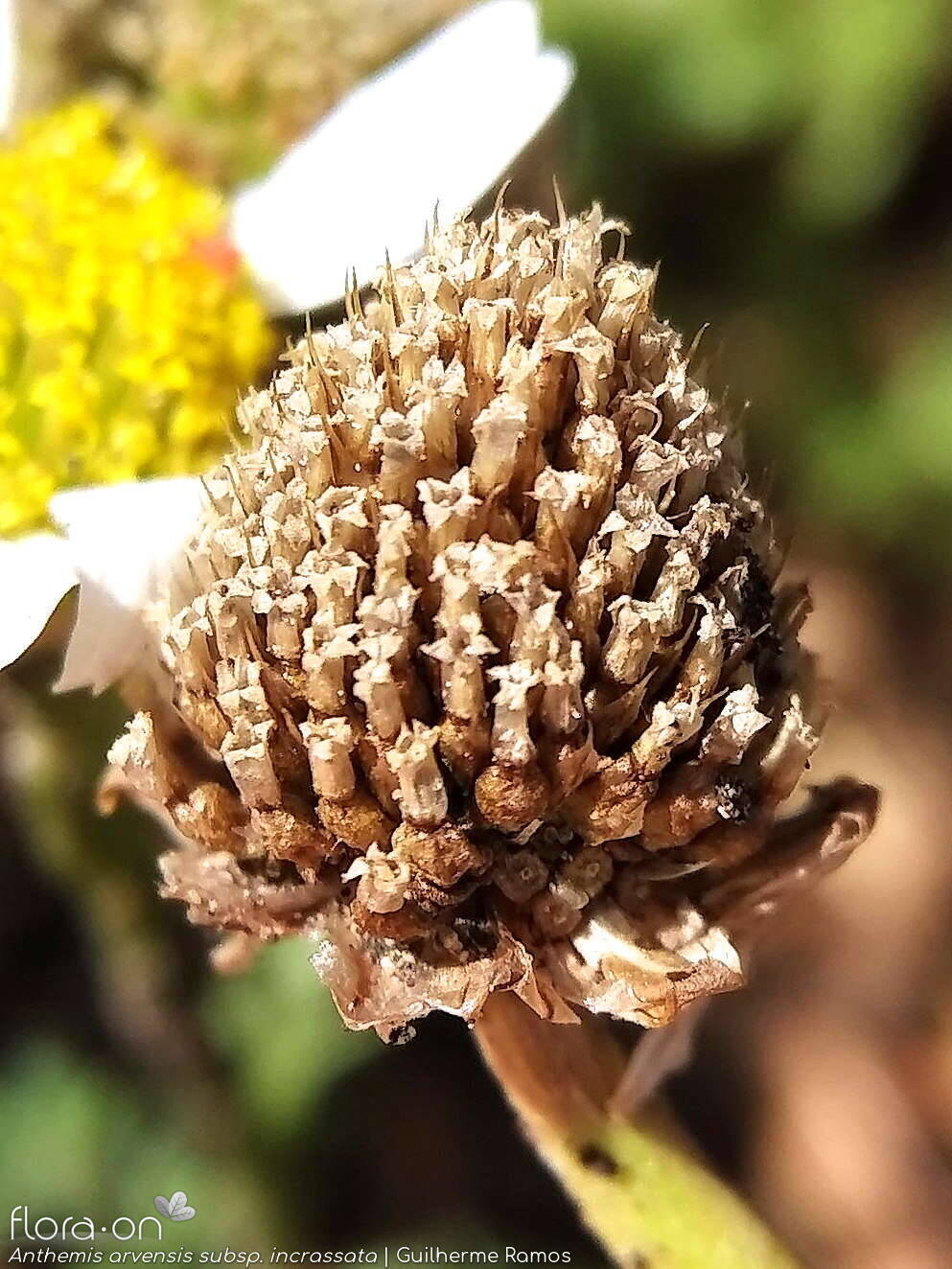 Anthemis arvensis - Capítulo frutífero | Guilherme Ramos; CC BY-NC 4.0