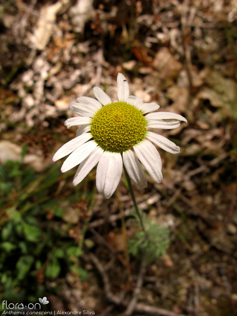 Anthemis canescens - Capítulo | Alexandre Silva; CC BY-NC 4.0