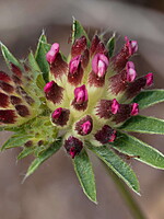 Anthyllis vulneraria