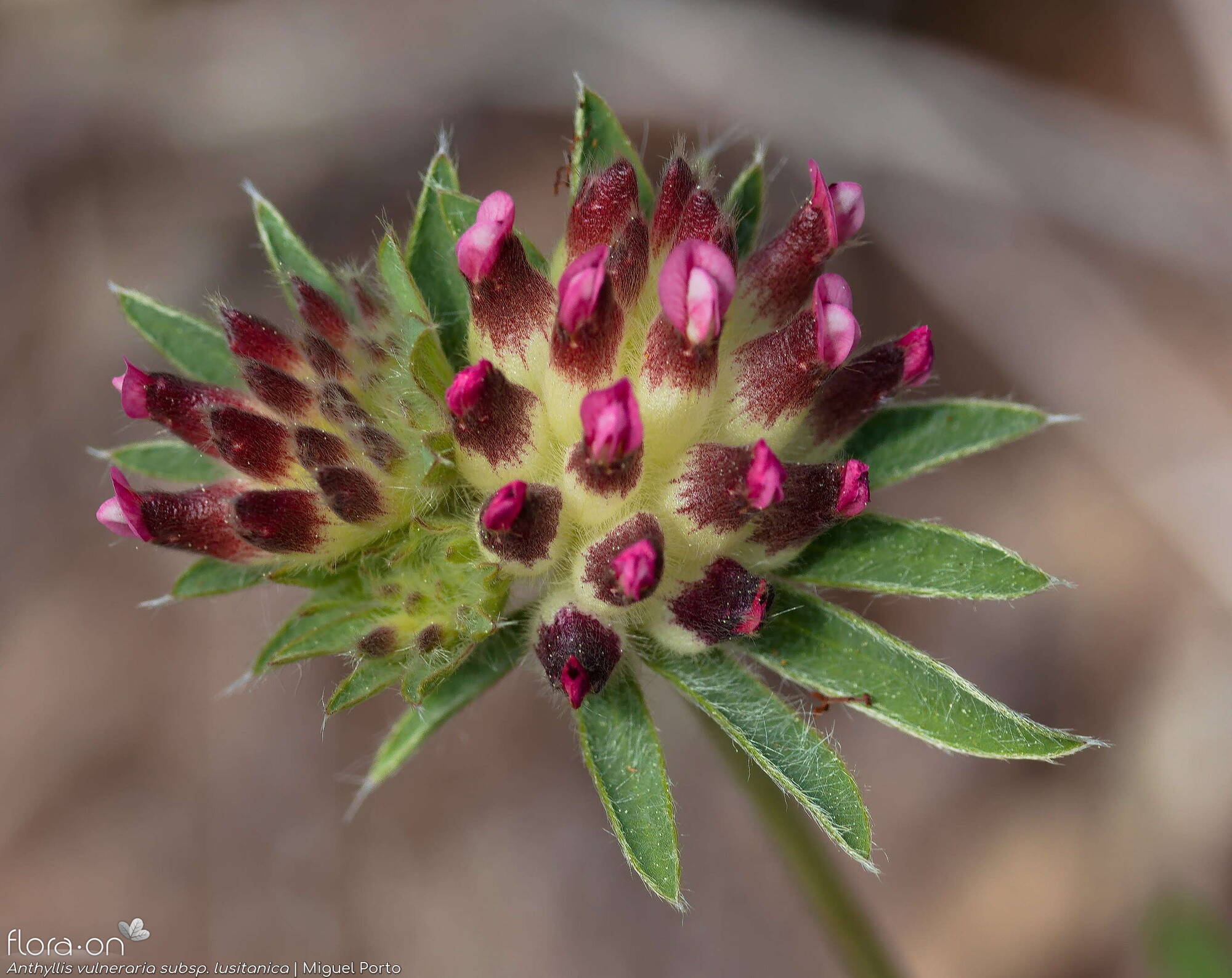 Anthyllis vulneraria - Flor (geral) | Miguel Porto; CC BY-NC 4.0
