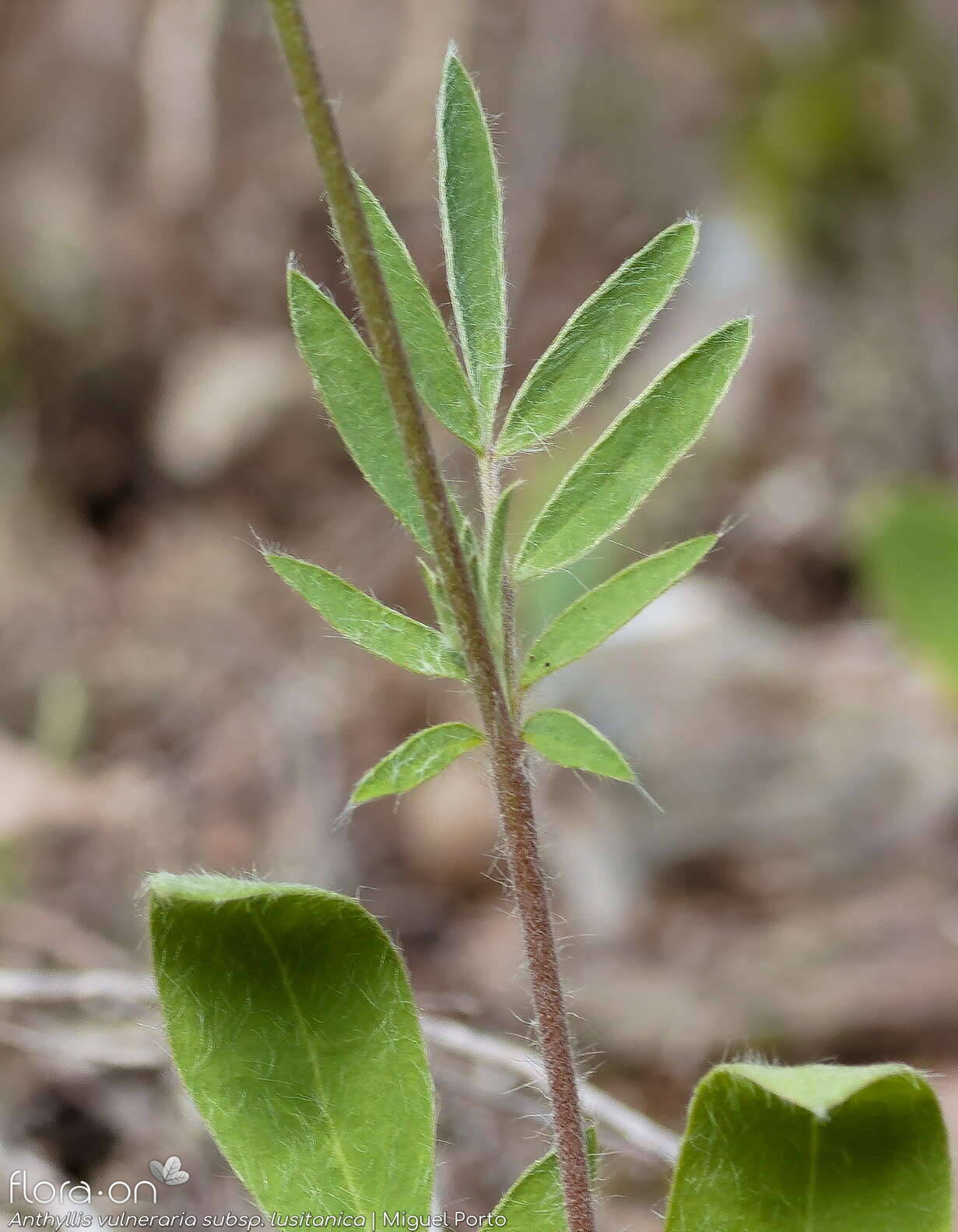 Anthyllis vulneraria - Folha | Miguel Porto; CC BY-NC 4.0