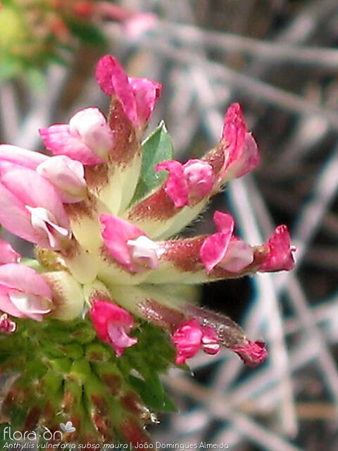 Anthyllis vulneraria - Flor (close-up) | João Domingues Almeida; CC BY-NC 4.0