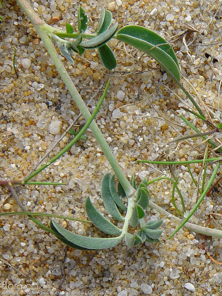 Anthyllis vulneraria - Folha | Carlos Aguiar; CC BY-NC 4.0