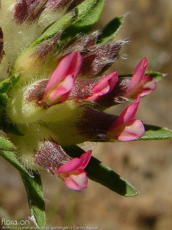 Anthyllis vulneraria - Flor (close-up) | Carlos Aguiar; CC BY-NC 4.0