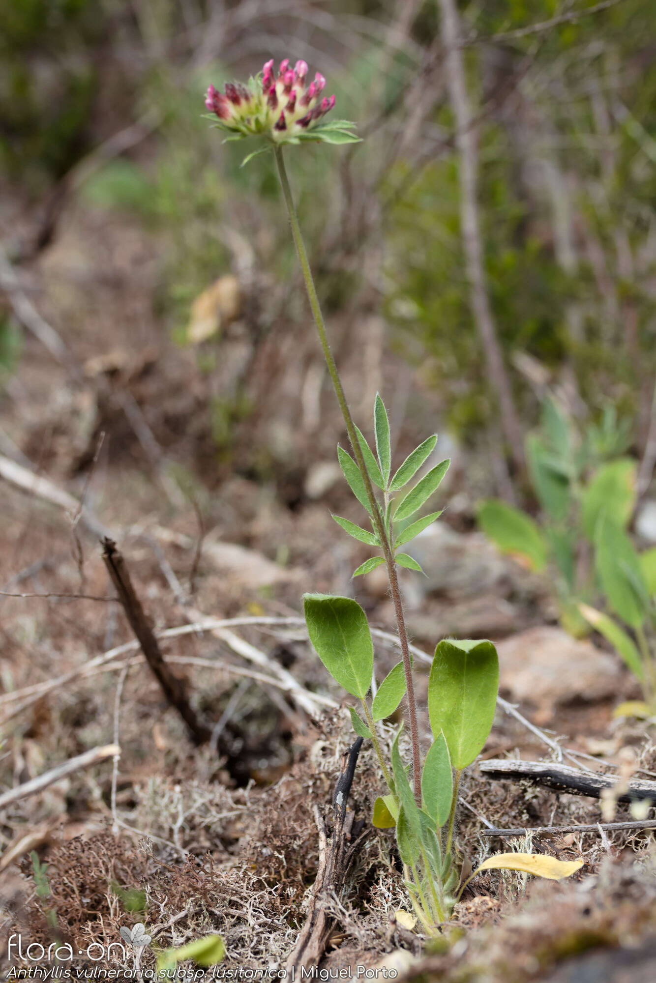 Anthyllis vulneraria - Hábito | Miguel Porto; CC BY-NC 4.0